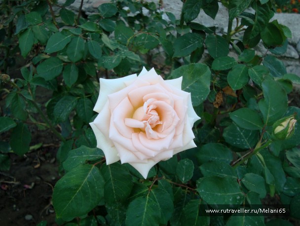 photo 768665