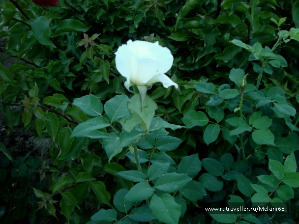 photo 768667