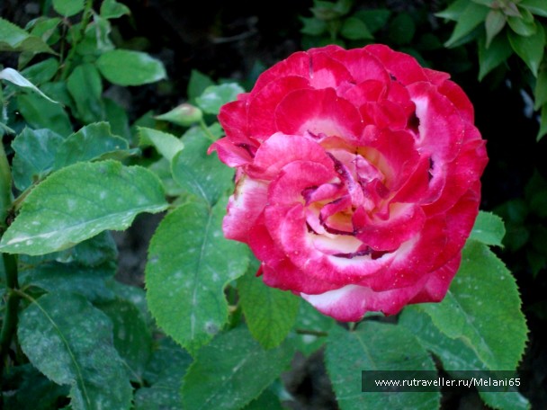 photo 768668