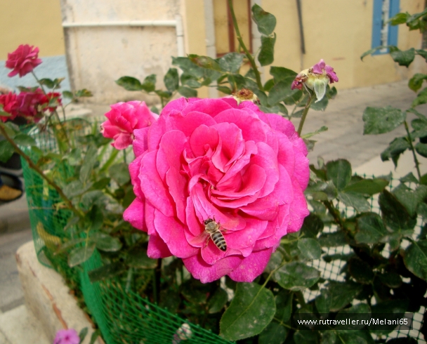 photo 768675
