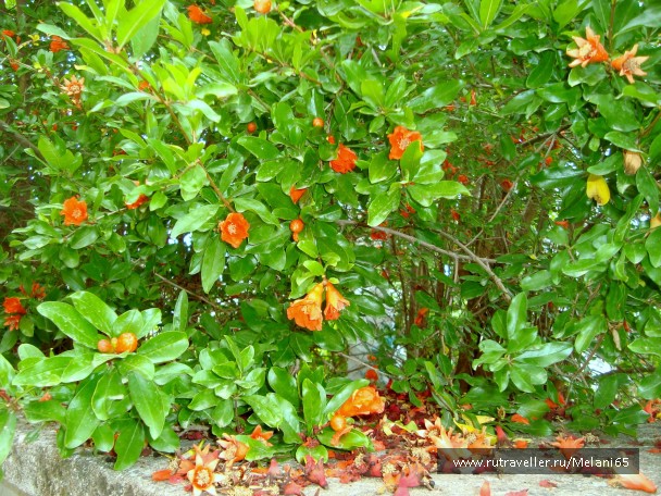 photo 768676