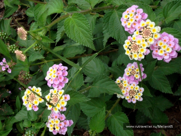 photo 768681