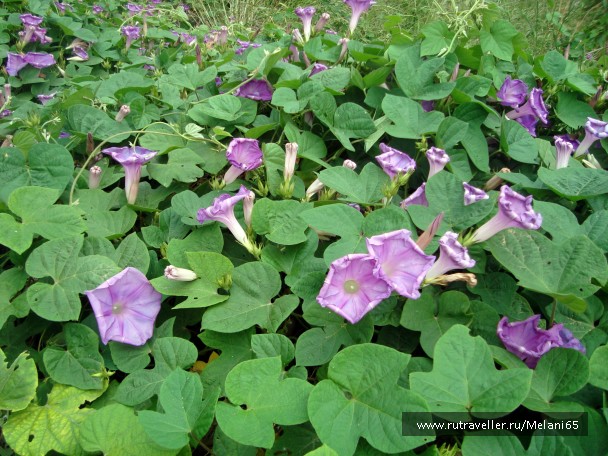 photo 768687