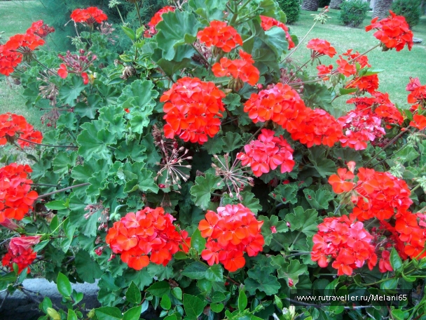 photo 768689