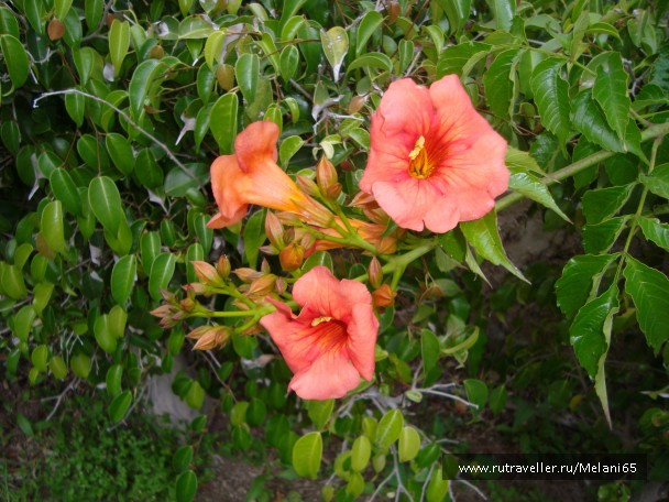 photo 768690