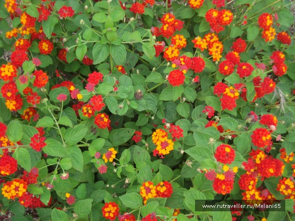 photo 768691
