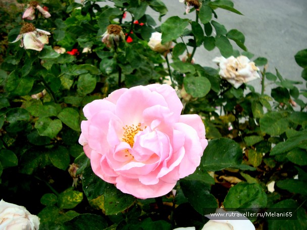 photo 768695