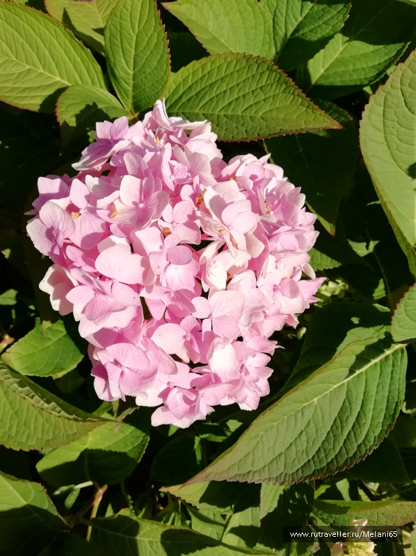 photo 1828419