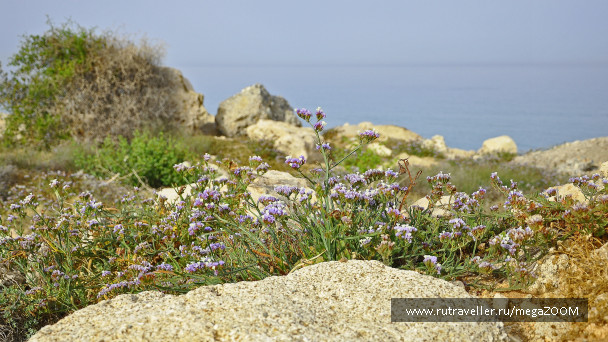 photo 420768