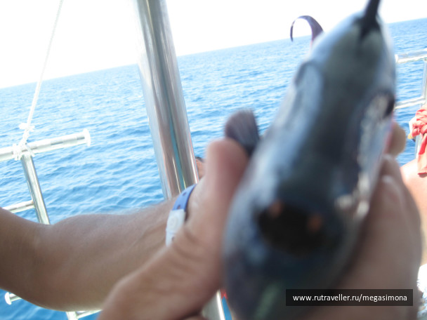 photo 48858