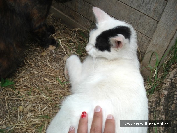 photo 1033068