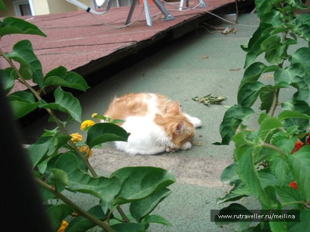 photo 1033070