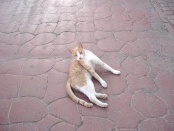 photo 1033072