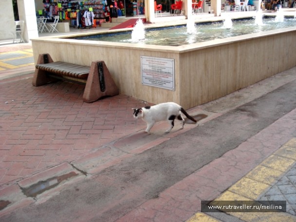 photo 1033073