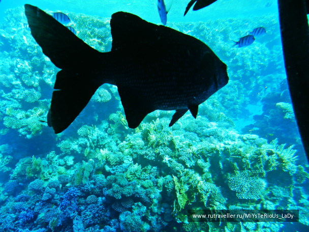 photo 424923