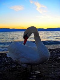photo 868711
