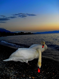 photo 870665