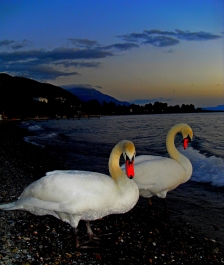 photo 882040