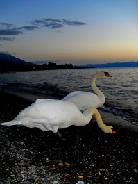 photo 882414