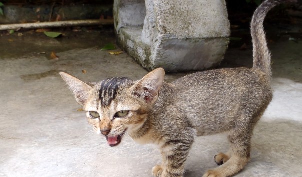 0357_2011_09_THAI