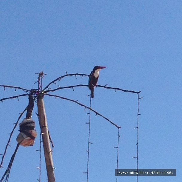 photo 1438753