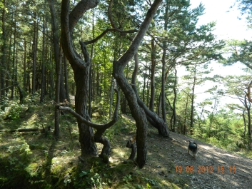 photo 973139