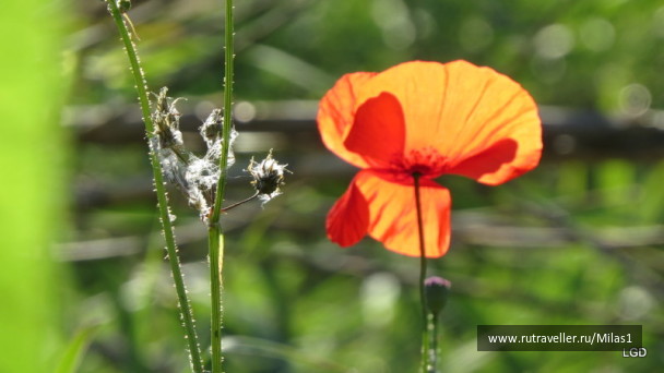 photo 1424939