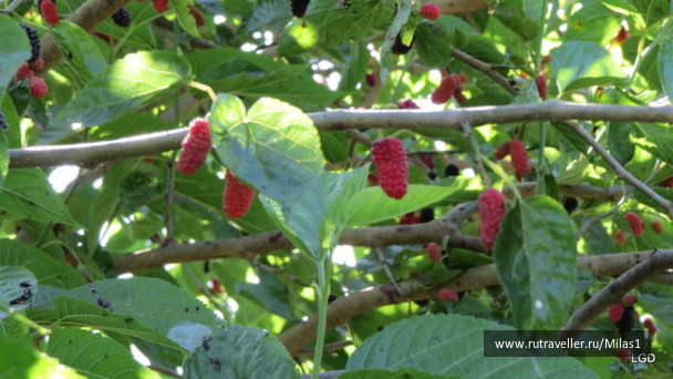 photo 1424940