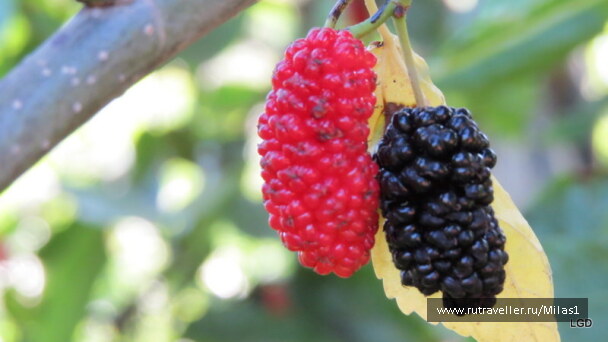 photo 1424941