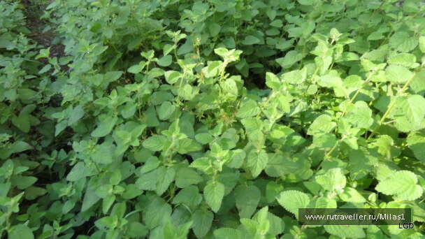 photo 1424944