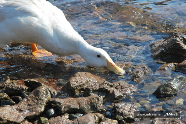 photo 1424988