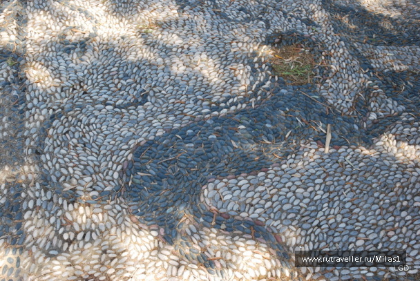 photo 1425015