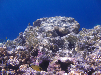 photo 1425112