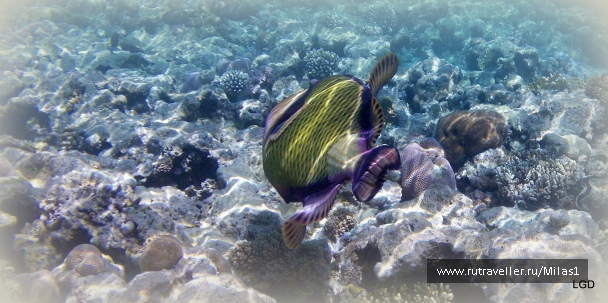 photo 1425128