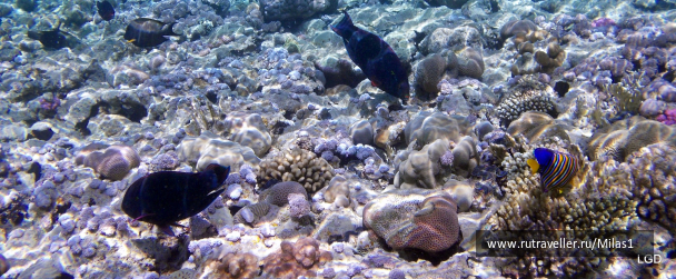 photo 1425130