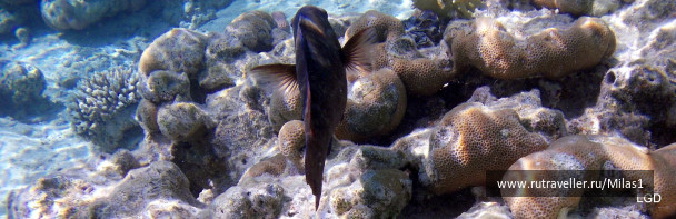 photo 1425136