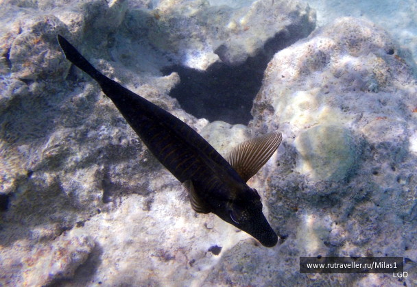 photo 1425138