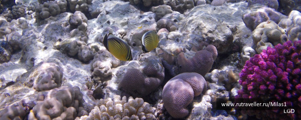 photo 1425587