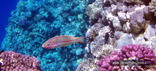 photo 1425603