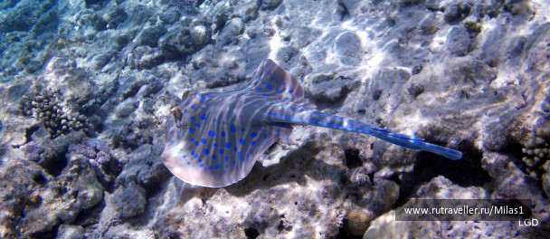 photo 1425611