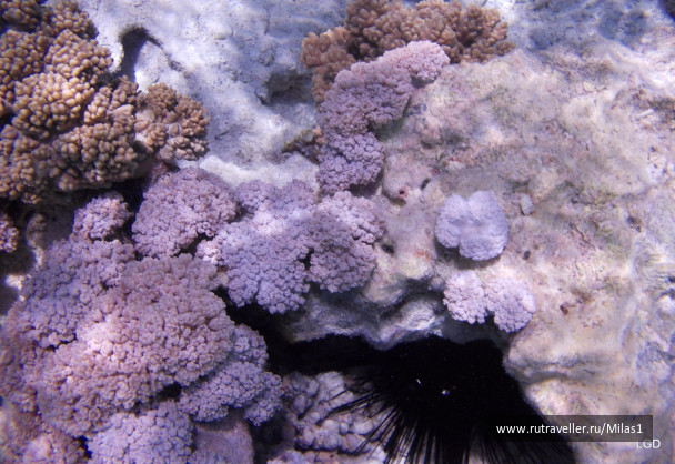 photo 1425614
