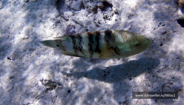 photo 1425615