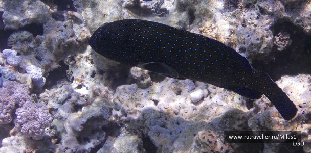 photo 1425617