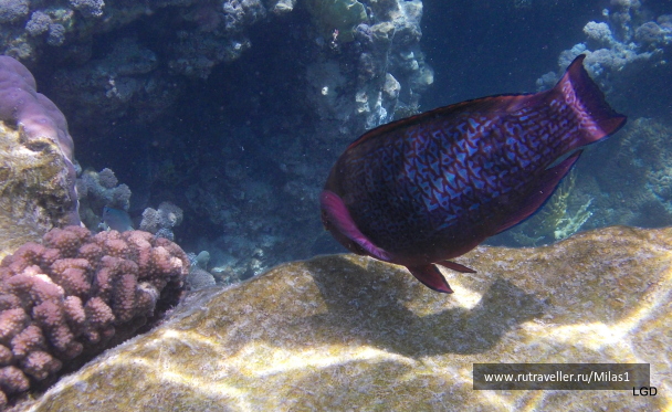 photo 1425620