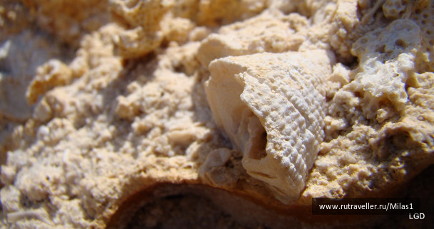 photo 1425635
