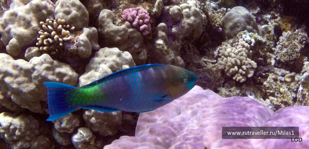 photo 1425253