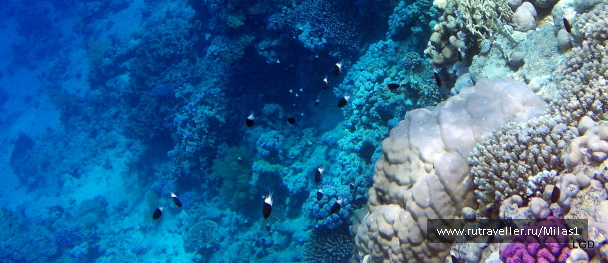 photo 1425255