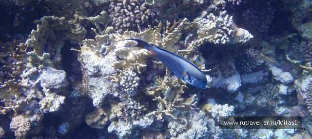 photo 1425258