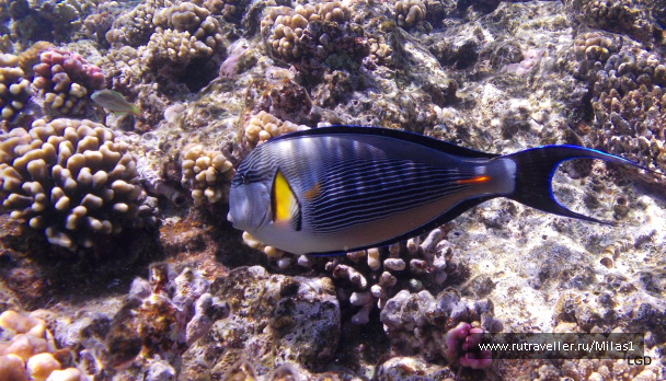 photo 1425259