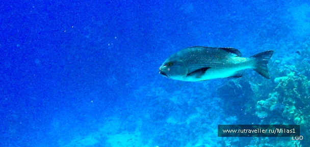 photo 1425308